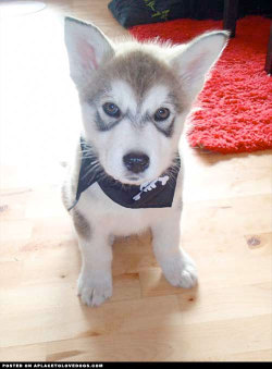 aplacetolovedogs:  A most adorably cute Alaskan Malamute puppy