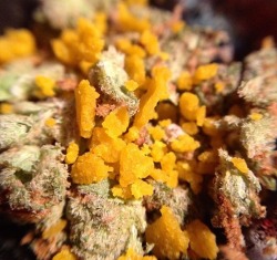 bluntrollerandsmoker:  panama red & og crumble 