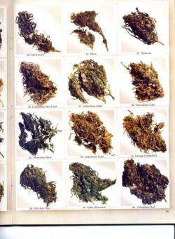 reddlr-trees:  High Times top strains from 1977. It’s amazing