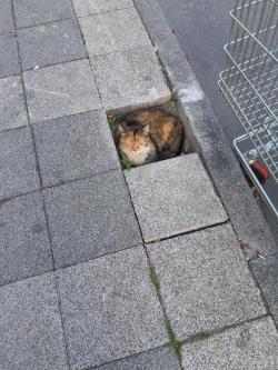 lepetitchatblanc:  catflare:  If I fits, I sits.   I love cats