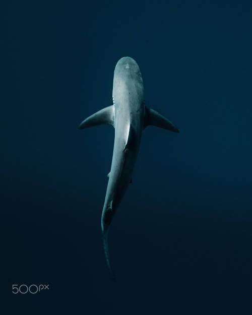 from500px:  Deep Blue by Chun Chau Camera: Canon EOS-1D X Mark