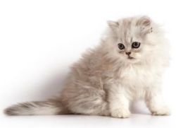 queenbee1924:   pretty kitten . | Cute as a Kitten ♥♥) 