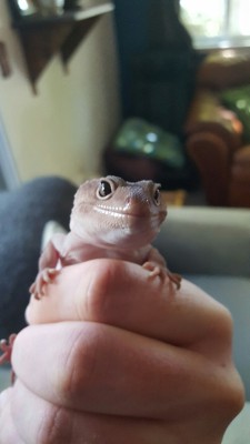 Have some pics of Alice the Albino Leopard Geckoomgwhat a lovely