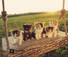 Cute cats… en We Heart It. http://weheartit.com/entry/69086404/via/CuteLittleLinda