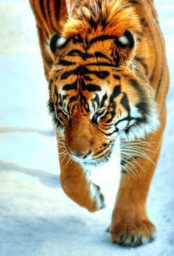 malcolmxing:  Tiger In The Snow | by Dhruv Majumdar