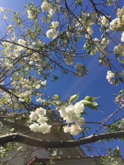 prikkly: The tree in my garden has blossomed !  Oh my god this