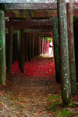 japanlove:  20091029_2037_Koyasan by peter-rabbit on Flickr.