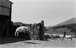  David Hurn GB. Wales. Sheep after shearing on Eleanor Harper’s