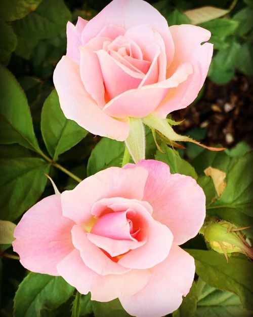 Sister roses  https://www.instagram.com/p/CDr6tuHDTth/?igshid=yunu9xmk79b0