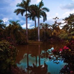 happierthanabillionaire:Tropical Oasis! #CostaRica #palmtree
