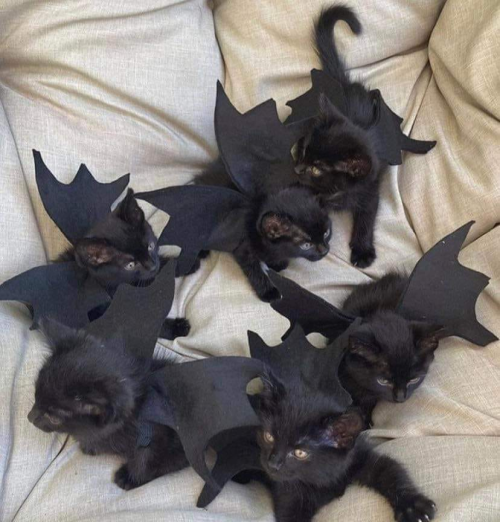 jaubaius:Batcats! Catbats! Vampire kittens! Spoopy Halloween!