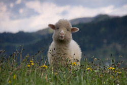 phanwtf:  Look at this happy sheep and evaluate your life please