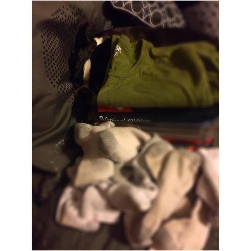 <p>Can you spot the laundry helper? He can’t fold very well because thumbs. But he tries. #sirwinstoncup #bostonterrier #bostonterriercult #bostonsofinstagram #hesahelper  (at Ridgetop, Tennessee)</p>