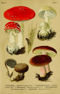 wapiti3:  The poisonous plants anf fungi in Germany. ;By Esser,