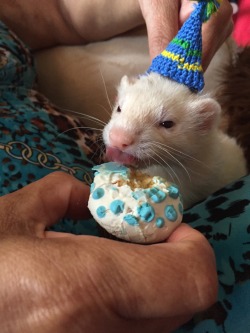 playdohtheferret:  I turned 5 this year, yay me!