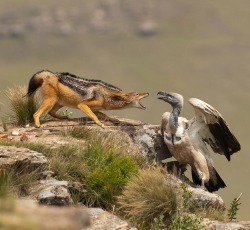 beautiful-wildlife: Dispute by Usher Bell 2009 Cape Vulture