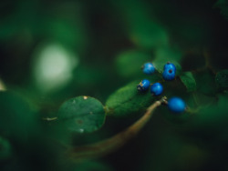 owls-n-elderberries:   	Untitled by t*tomorrow    	Via Flickr:
