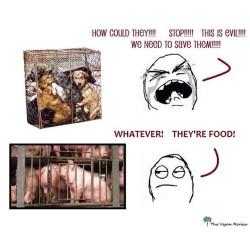 cherylzou:  TRUTH. (via PETA fb via The Vegan Review) #vegan