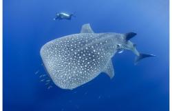 Massive grace (Whale Shark)