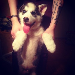 feminist-sugar:We have a houseguest. #dogsitting #huskypuppy