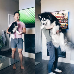 awwww-cute:  Small floof to big floof in just 9 months! (Source: