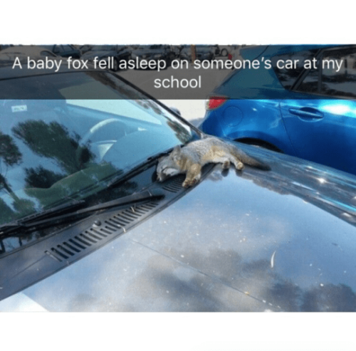 animalsnaps:  More animal snaps