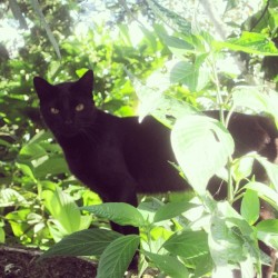 Al mejor estilo de #baguira, así estaba sombra… #cat