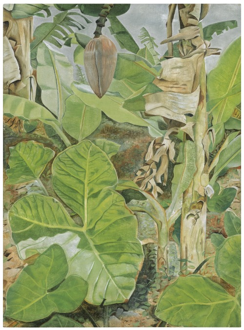 thunderstruck9:Lucian Freud (British, 1922-2011), Plants in Jamaica,