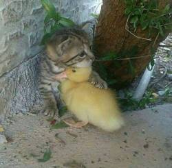 awwww-cute:  Kitten protects a little duck… If this doesn’t