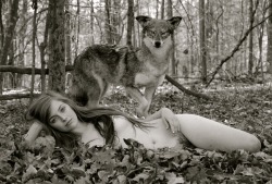 stones38:  Coyote Series model is Brianna Fern of MM see more