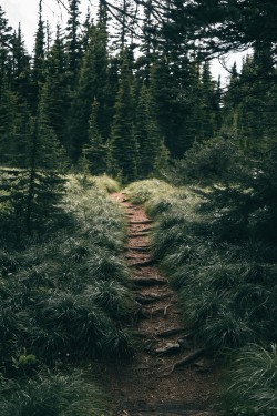 hannahkemp:  Hiking trails in Oregon. Prints//Instagram 