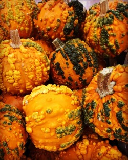 Textures #pumpkin #fall #october  (at Antioch, California) https://www.instagram.com/p/Box301oAV9w/?utm_source=ig_tumblr_share&igshid=1kdkhshnqyzpm