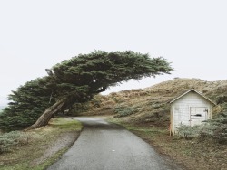 jaredchambers:  Point Reyes, CA - Jan 2016