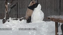 thenatsdorf:Giant Panda vs. Snowman [full video]