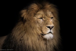Bendhur    llbwwb:   (via 500px / old lion portrait by Wolf Ademeit)