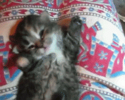 babyanimalgifs:  beautiful blog full of baby animals!