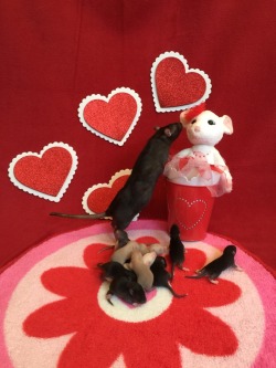 darlingrats:  Happy Valentine’s Day! These photos are of two