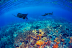 thelovelyseas:  Mantas above a coral reef in the blue Komodo