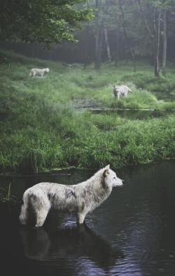 aleshock:  I lupi mi fanno sentire meglio, intendo fisicamente. Mi