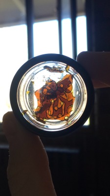 a-high-ass-ginger:  Another gram of Wolfberry