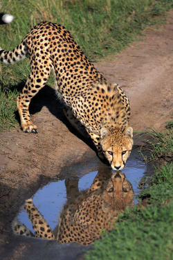 funnywildlife:  Cheetah Drinking in the Masai Mara by Rob Kroenert