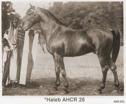 asilarabians:  horseoftheday: Today’s Horse Is:  Haleb, a famous