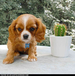 aplacetolovedogs:  Adorable Ruby Cavalier King Charles Spaniel