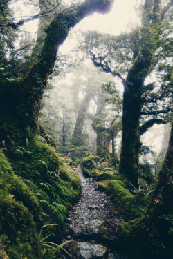 expressions-of-nature:  by Ellen Flipse Routeburn Track, New