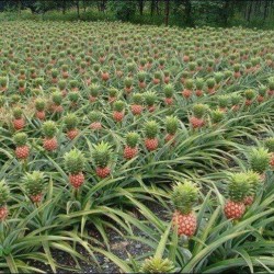 thecoconutgoddess:  Here’s a field of pineapples to remind