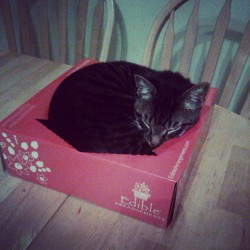 Cats in a box. :p