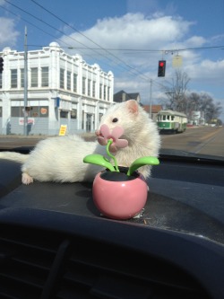 spookytheferret:  Spooky’s favorite place to ride with us in the car is on the dashboard.  