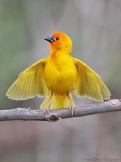 Sitting pretty (African Golden Weaver)