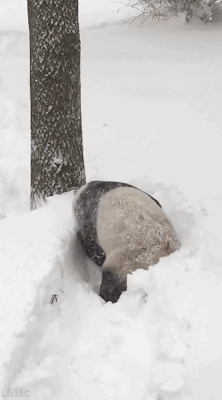 micdotcom:  Tian Tian, a giant panda who lives in Washington, D.C.’s National Zoo, is quite clearly having the most fun snow day ever. His son, Bei Bei, however was not all about it. 