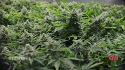 weedporndaily:  Medical Marijuana Initiative Filed In Missouri(WeedBlog)